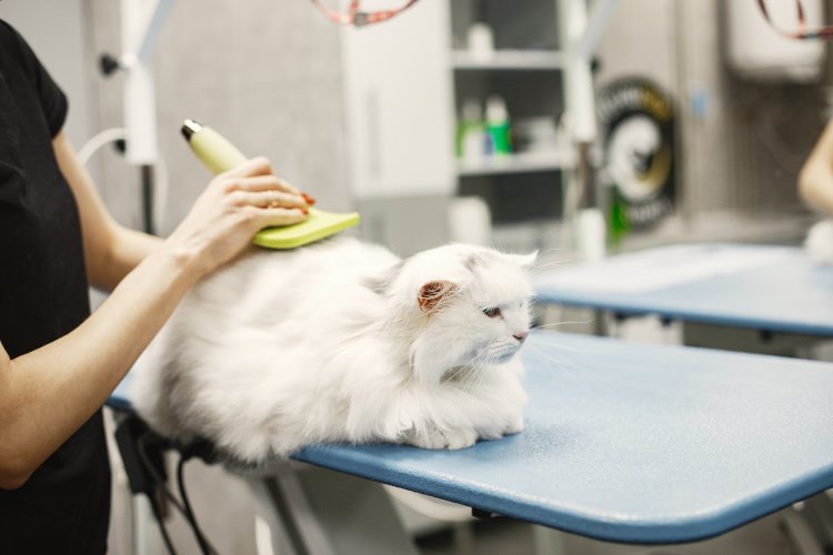 Angora Veteriner Kliniği